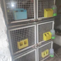 دوتا جفتگاه سه طبقه ۶ خونه ای