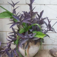 ۳ نوع گیاه در گلدان سفالی