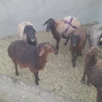 میش و بره|حیوانات مزرعه|ساوه, |دیوار