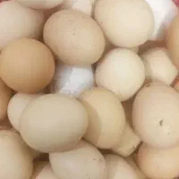 تخم مرغ خانگی
