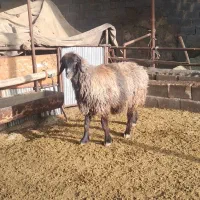 شیشک میش|حیوانات مزرعه|مرودشت, نقش رستم|دیوار