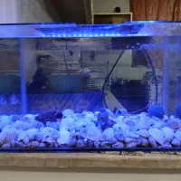 آکواریوم شیشه خم با ماهی