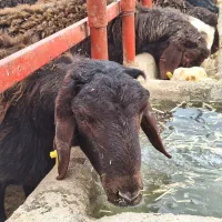 ۶۶ راس بره نر چاق کشتاری سالم