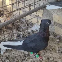 دم سفیده ماده|پرنده|حمیدیه, |دیوار