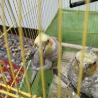 جفت مولد به شرط