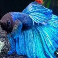 فایتر و ماهی  عید