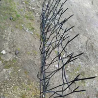 حفاظ شاخ گوزنی|مصالح و تجهیزات ساختمان|کیاشهر, |دیوار