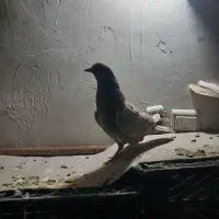 کفتر پرشی غریب گیری|پرنده|گلستان (تهران), |دیوار