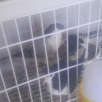 جفت کبوتر ساده با جوجه