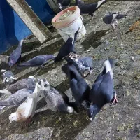 کفتر شهرستانی