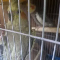 جفت عروس  مولد بهمراه ۲جوجه