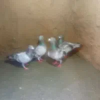 کفتر کبوتر|حیوانات|چناران, |دیوار