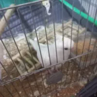 ماده آلبینو بالغ کارداده