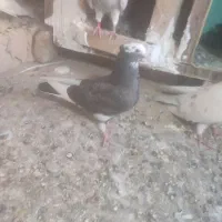 قجله|پرنده|ملکان, |دیوار