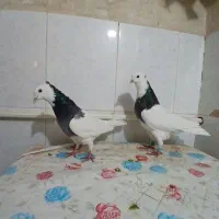 سینه ...|پرنده|بجنورد, |دیوار