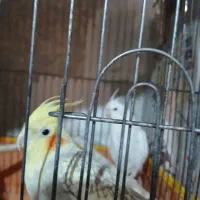 عروس هلندی|پرنده|اشتهارد, |دیوار