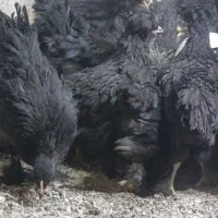 مرغ و خروس سیاه خونی گردن لخت
