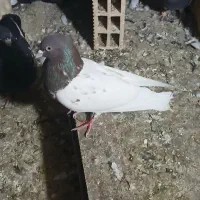 کبوتر کله
