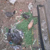 جوجه مرغ و خروس|حیوانات مزرعه|ماهان, |دیوار