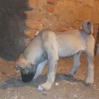 سگ توله عراقی