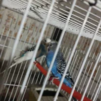 مرغ عشق نر و ماده