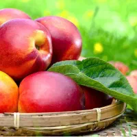 نهال شلیل آماده کاشت و درجه یک|خدمات باغبانی و درختکاری|ارومیه, |دیوار