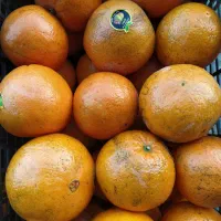 پرتقال. نارنگی. کیوی. نارنج