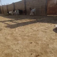 کهره نر و ماده|حیوانات مزرعه|بندر گناوه, |دیوار