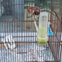 سهره قناری ماده|پرنده|اردبیل, |دیوار