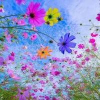 مشارکت در سرمایه گذاری