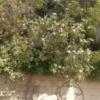 اجاره آپارتمان 200متری /4خوابه /محتشم/حسین آباد|اجارهٔ آپارتمان|اصفهان, حسینآباد|دیوار