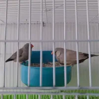 فنچ شارکول جوجه فنچ قناری سهره قناری دستی