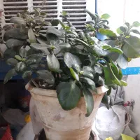 گل  طبیعی|گل و گیاه طبیعی|فولادشهر, مسکن مهر فولادشهر|دیوار