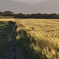 250کیلوجوآبی رقم ارمغان درجه یک وتپل