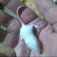 تامین موش های آزمایشگاهی رت و مایس|موش و خرگوش|تبریز, |دیوار