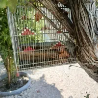 چند قفس پرنده