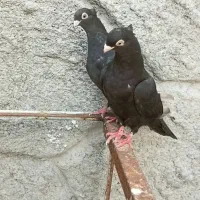 جفت ابادانی ۳بند درجه ۱