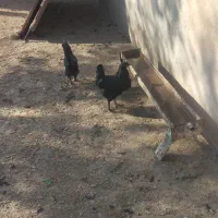 مرغ وخروس مرندی|حیوانات مزرعه|چناران, |دیوار