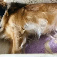 واگذاری سگ ماده اشپیتس پامرین