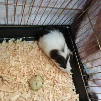 یک عدد خوکچه هندی