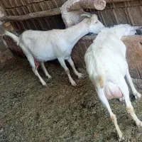 فروش دو بز سانن شیرا اول زه با سه بزغاله