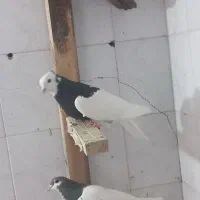 ماده به شرط