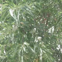 باغ ویلا 1500 متر در دهکده سبر امند فروش یا معاوضه|فروش خانه و ویلا|صوفیان, |دیوار