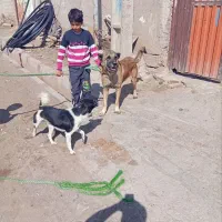 سگ سرابی