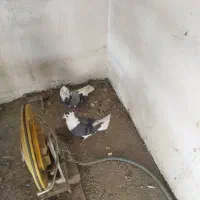 کبوتر کفتر|پرنده|کرج, کوی امامیه|دیوار