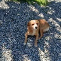 پاکوتاه حرف گوش کن جنس نر