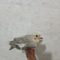 جوجه عروس هلندی سرلاکی