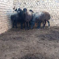 میش آبستن وبره ماده