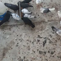 کفتر جمله فقط|پرنده|قشم, |دیوار