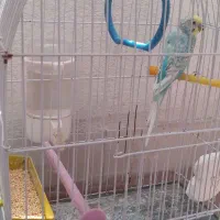 مرغ عشق حدودا یک ساله